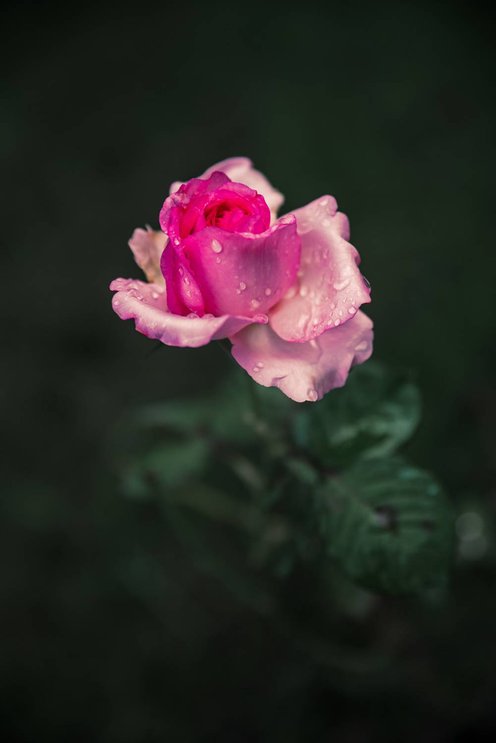 , Рагинская Ольга