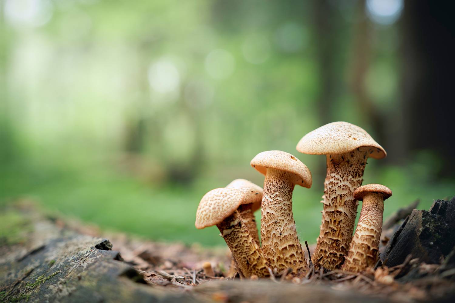 грибы, Валерий Вождаев