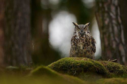 Forest ghost