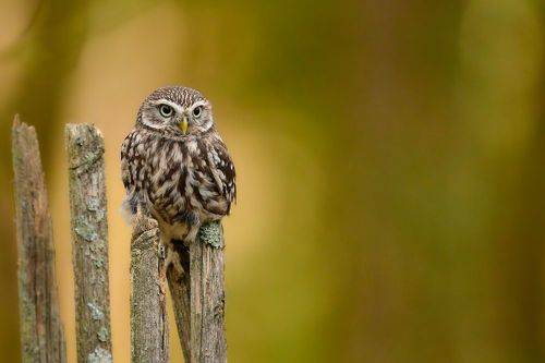 Little forest dwarf