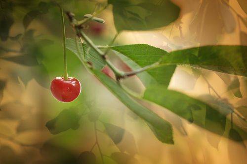 Smiling Cherry