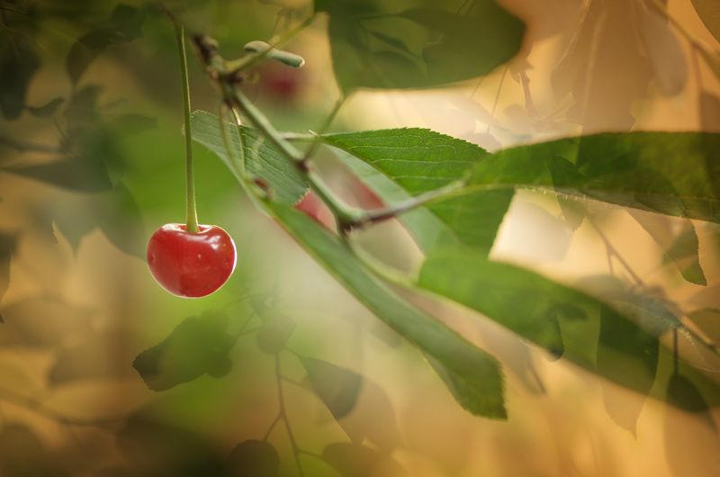 cherry, color, colors, concept, conceptual, fruit, green, leaf, leaves, nature, outdoor, photography, red, tree, Smiling Cherry фото превью