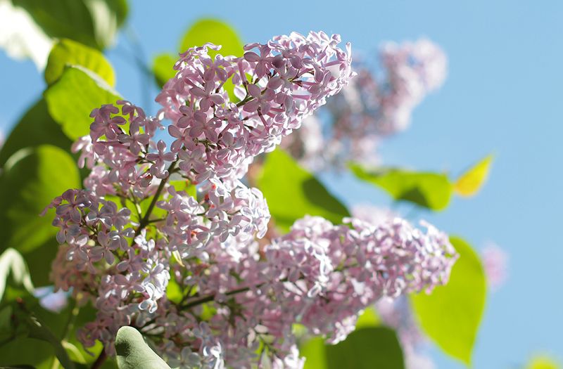 сирень, май Сиреневый май фото превью