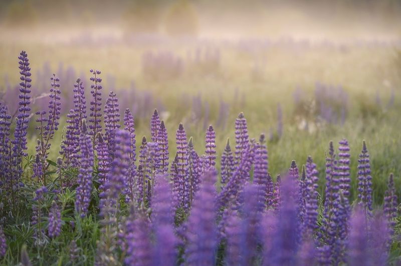 Люпиновый свет фото превью