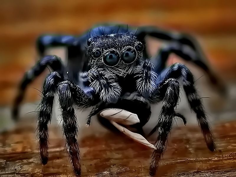 Остались только крылышки фото превью