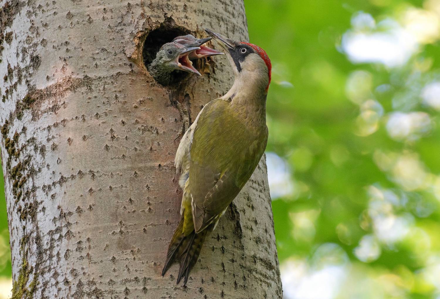 птицы, дятел, зелёный дятел, птенцы, фотоохота, природа, весна, лето, Сигушин Руслан