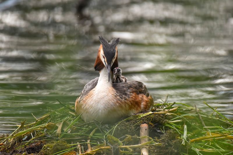 Мой сынок фото превью