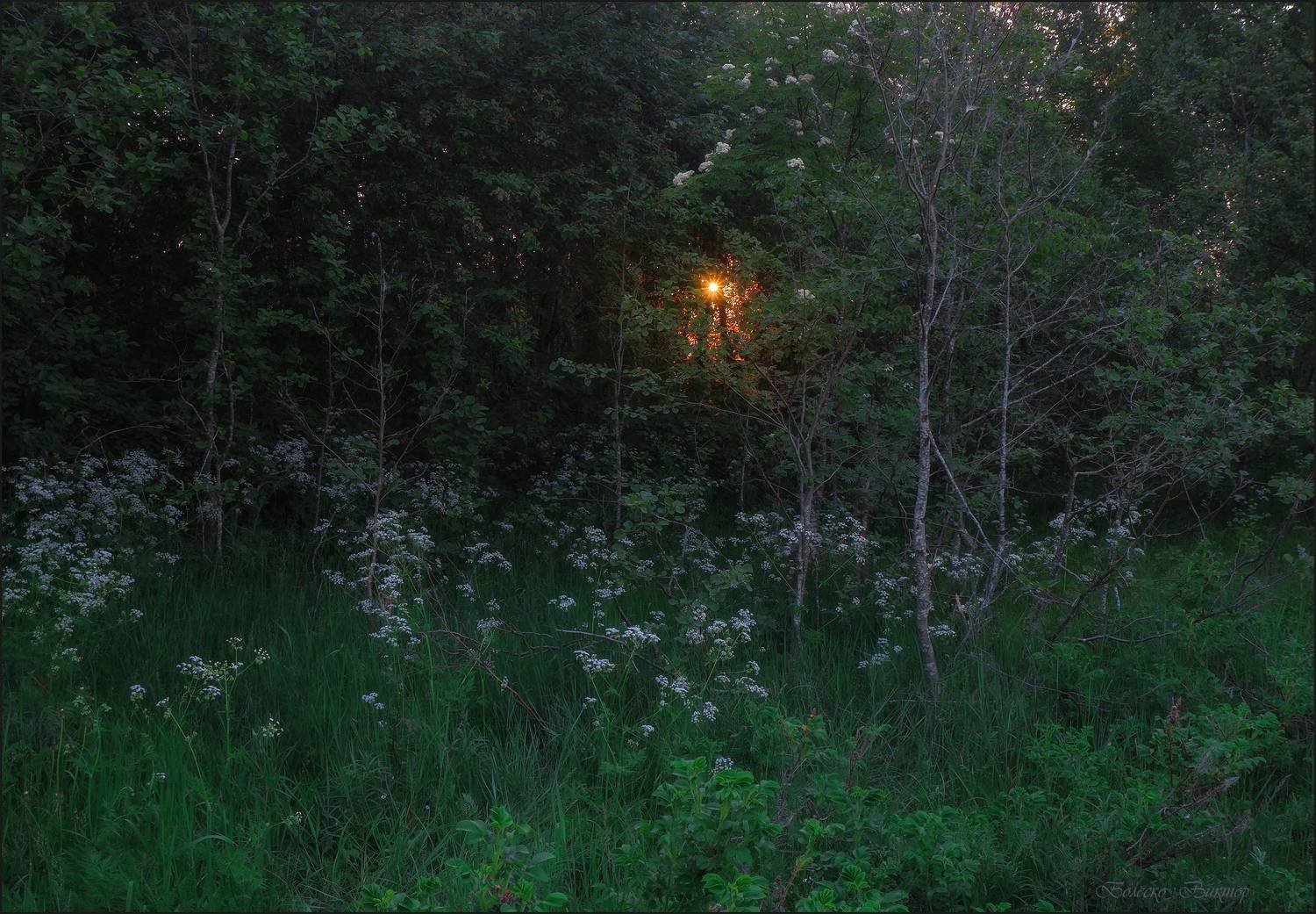 , Болеско Виктор