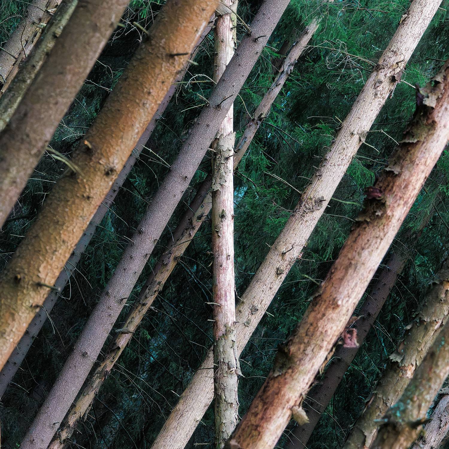 , Загруев Михаил