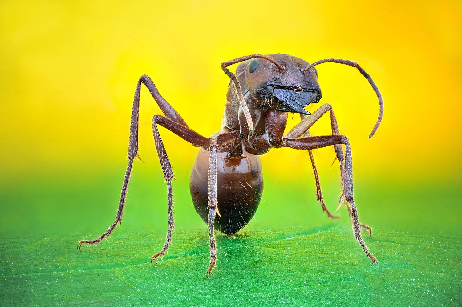 ceclii, macro, Цветан Ганев