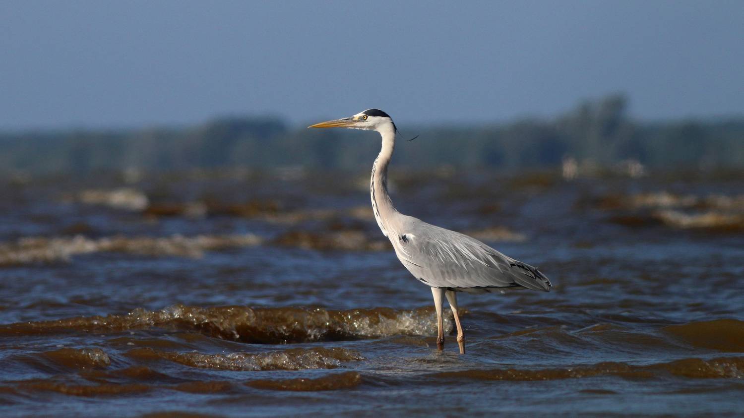 серая цапля, цапля, ardea cinerea, grey heron, heron, куршский залив, Бондаренко Георгий
