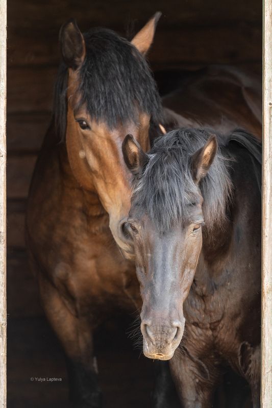 лошади,анималистика \