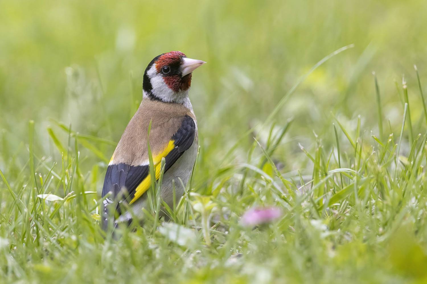 птицы, подмосковье, Елена Давыдова