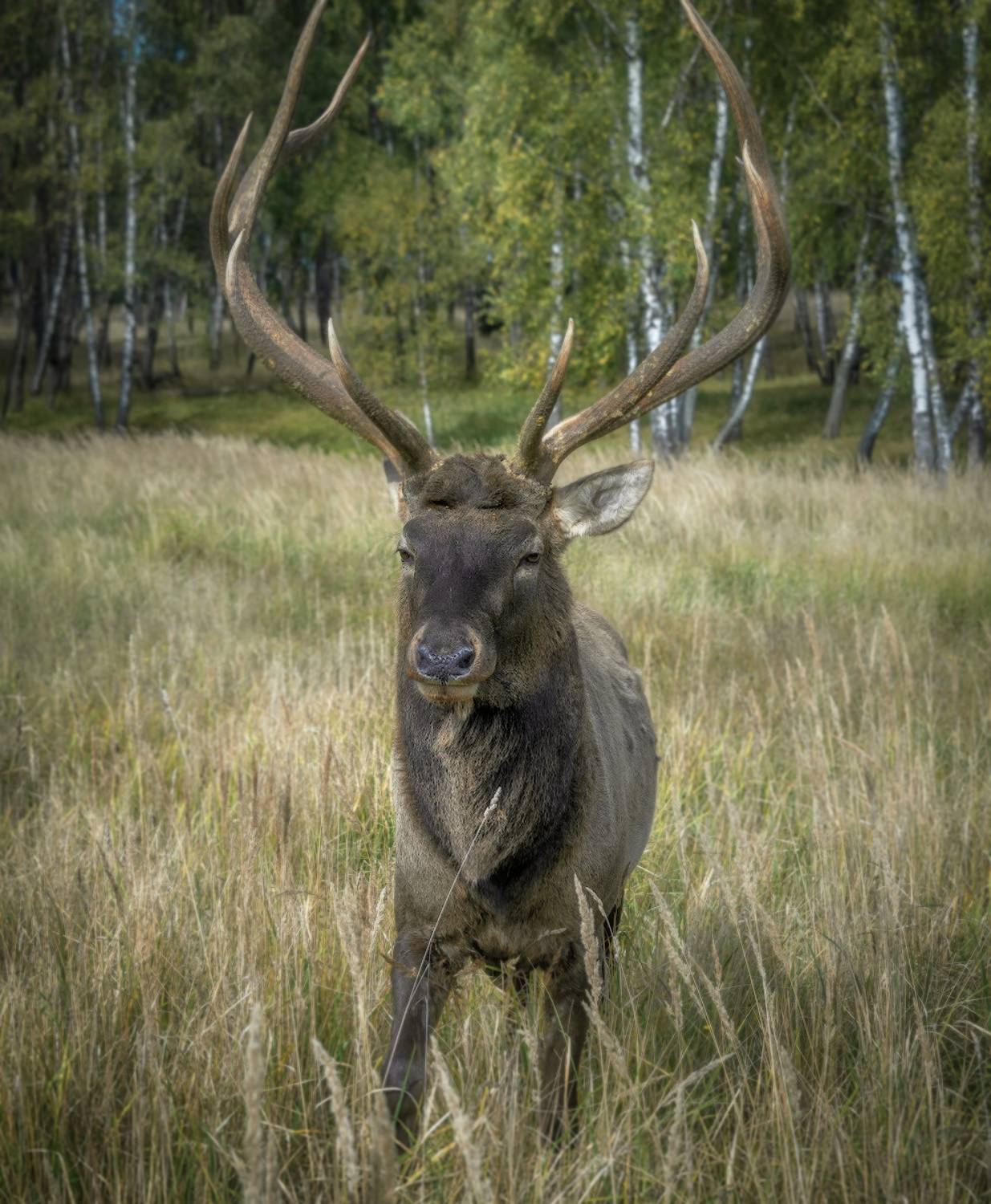 Олень, лес, Сергей Аникин