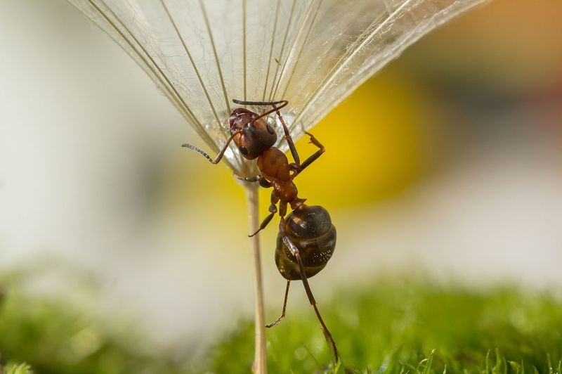 Поилка для Мураша фото превью