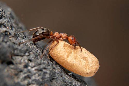 Worker ant