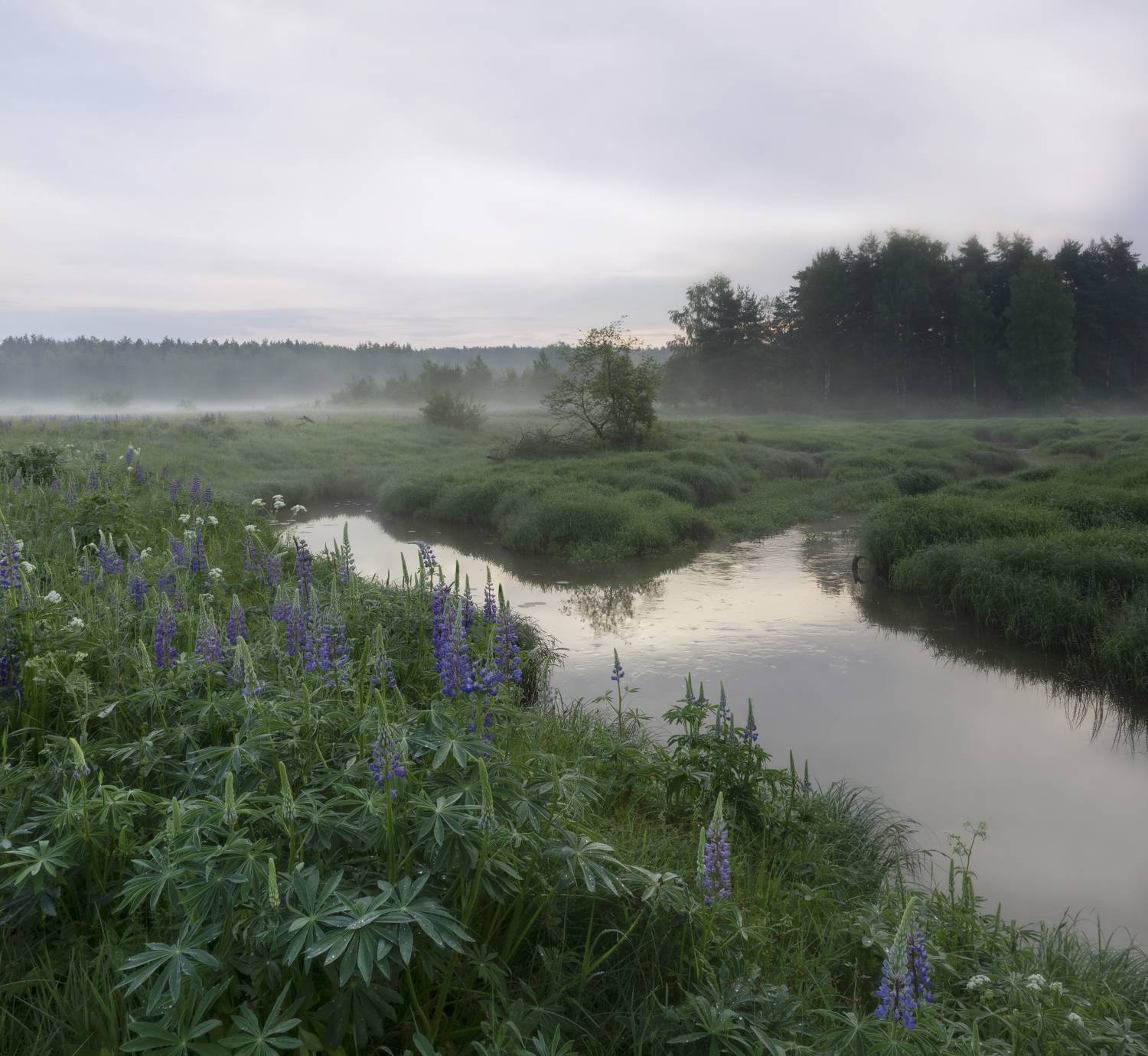 , Ольга Бонина
