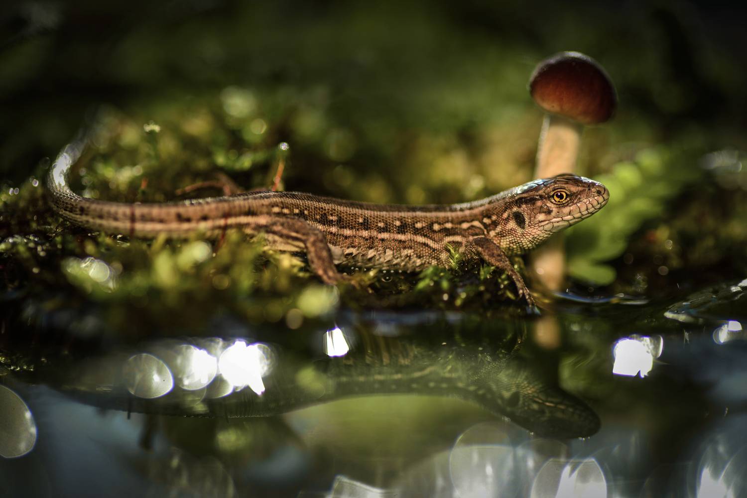 , Лапшина Владлена