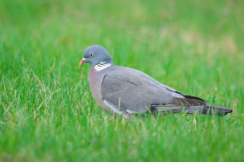 #вяхирь #птица #bird Вяхирь фото превью