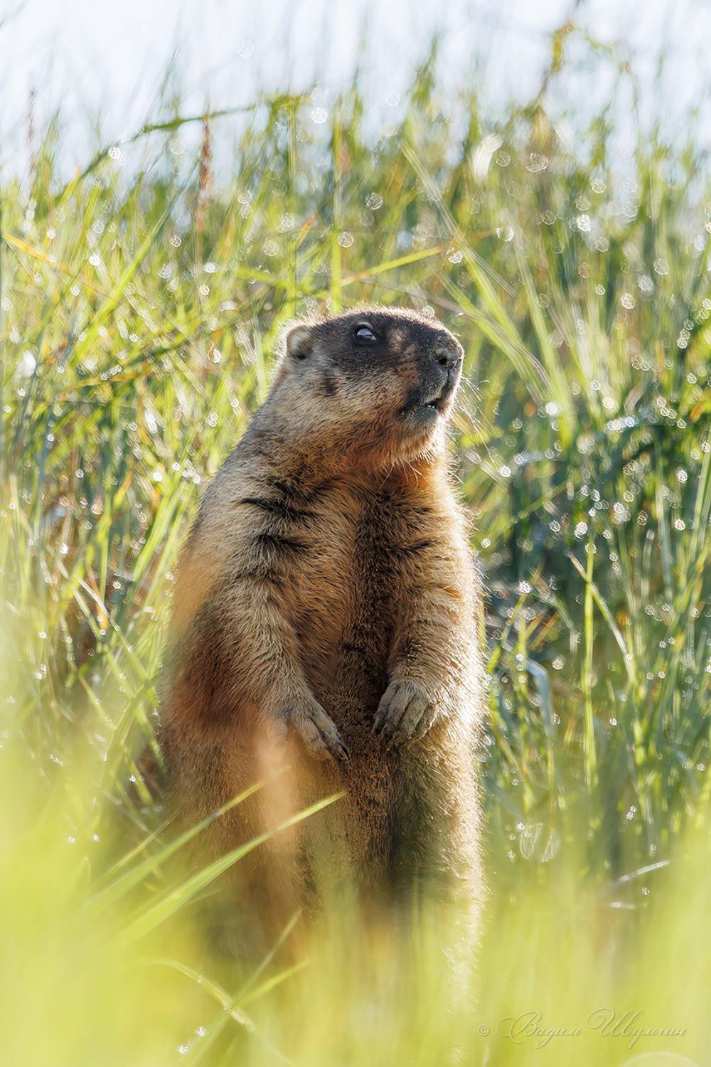 , Шульгин Вадим