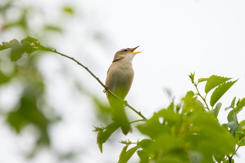 Чернобровая камышевка фото превью