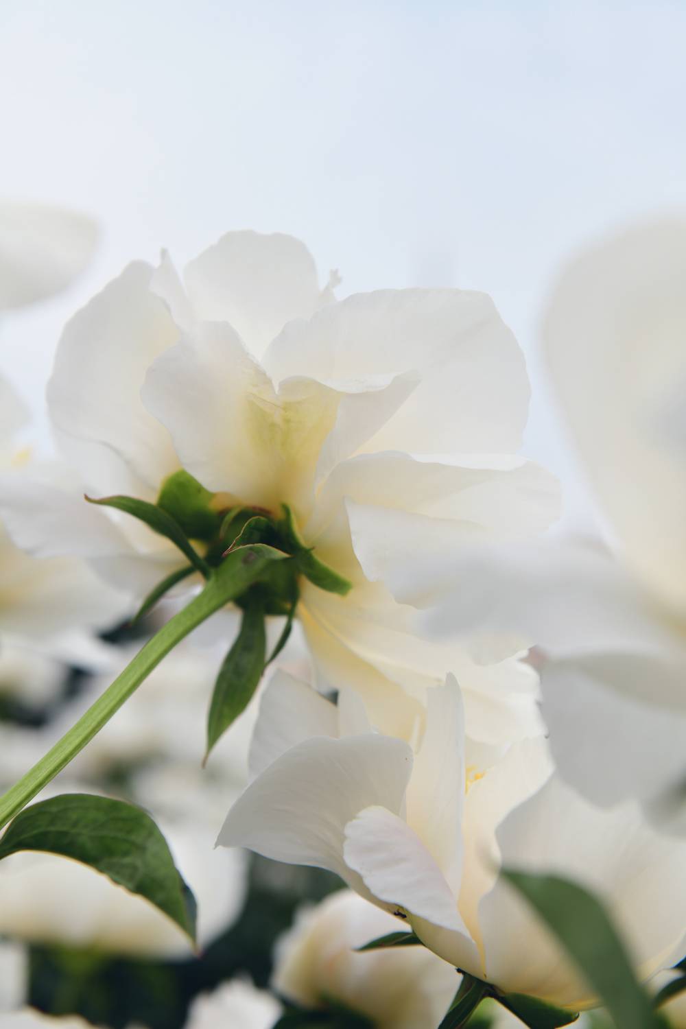 , Божена Пучко