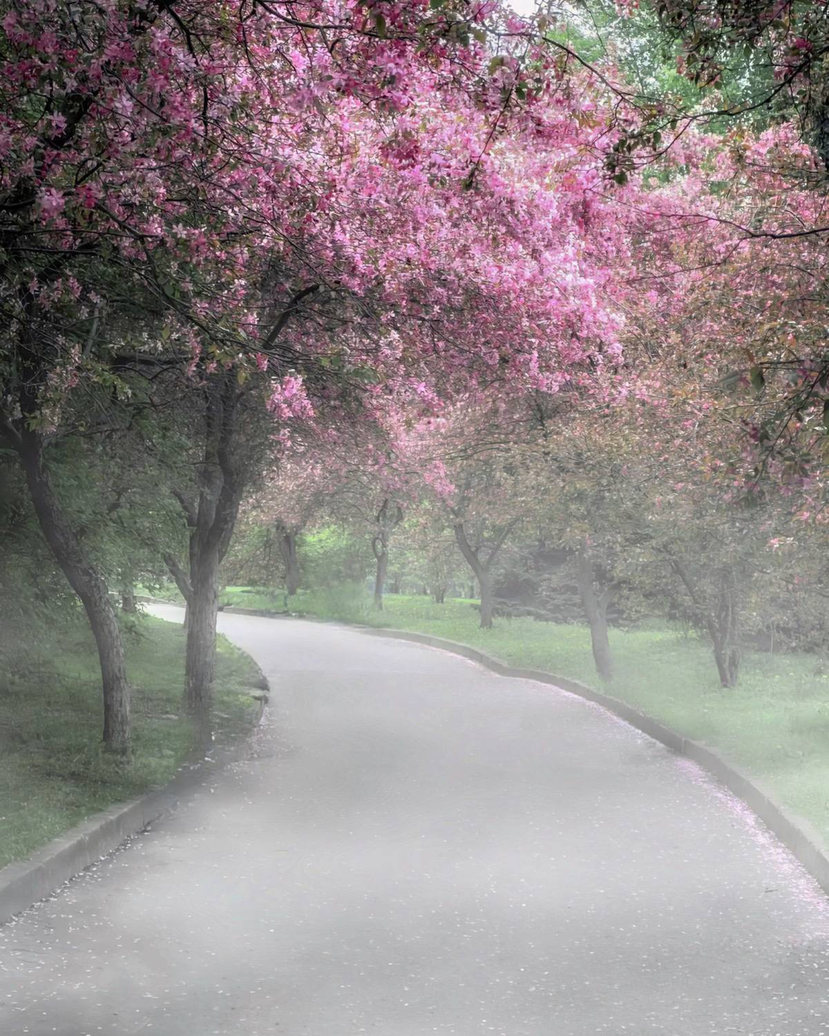 весна, spring, природа, nature, landscape, пейзаж, цветы, flowers, Julia Kaissa