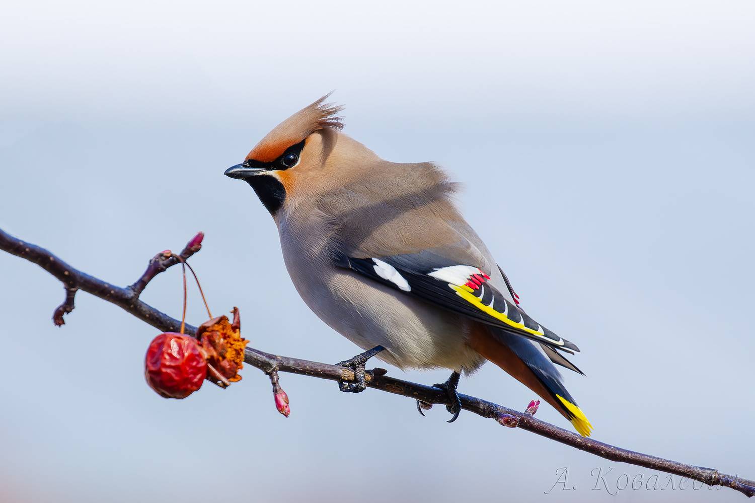 , Ковалевич А.