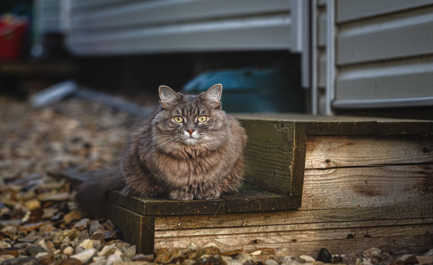 , Зеленько Дмитрий