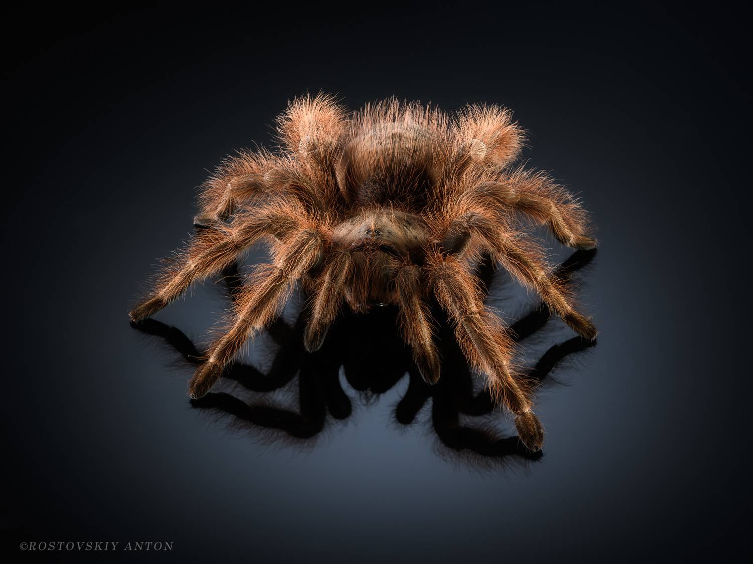 паук, фотосъёмка, , Антон Ростовский