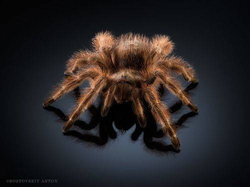 Удивительные создания у меня в студии. (фотосъёмка пауков)