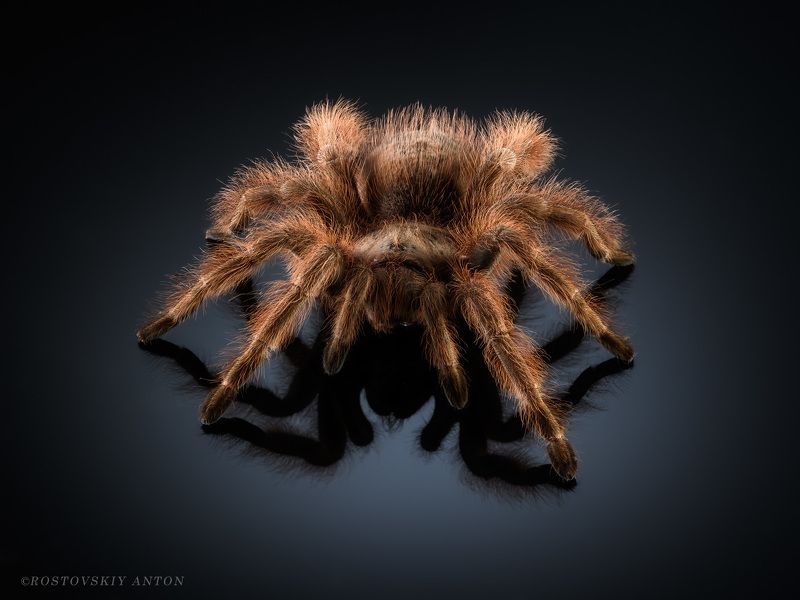 паук, фотосъёмка,  Удивительные создания у меня в студии. (фотосъёмка пауков) фото превью