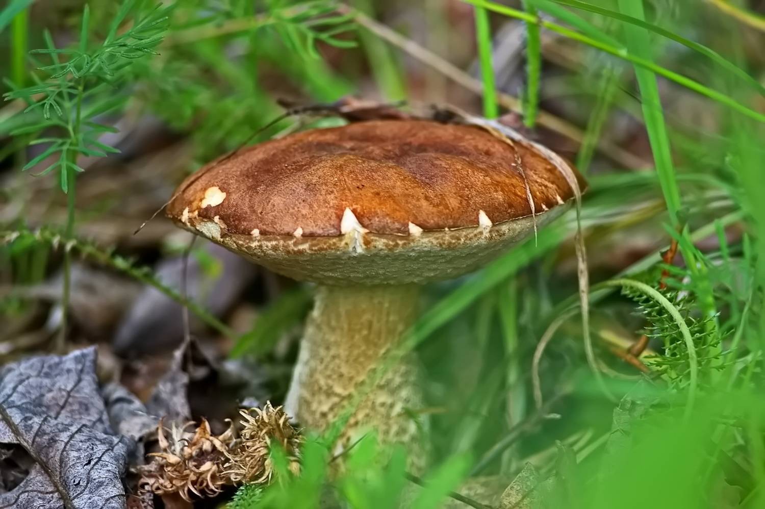 , Николаев Владимир