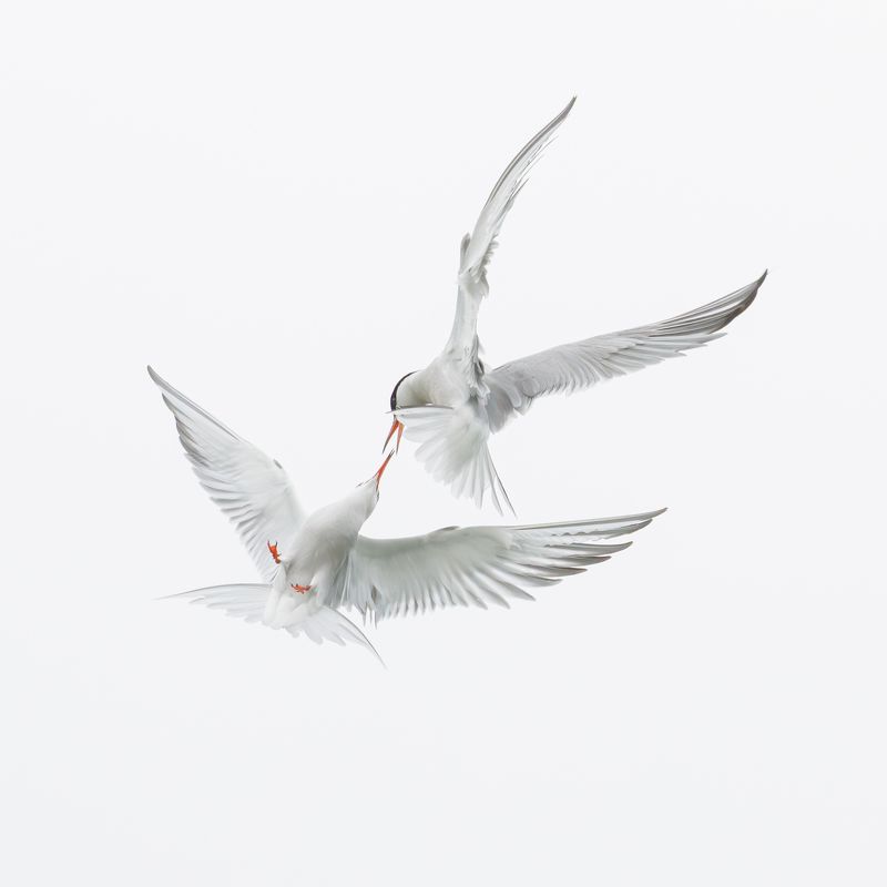 Битва крачек фото превью