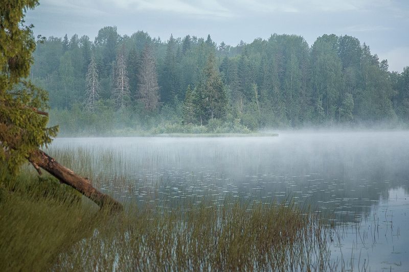 Бобриный остров фото превью