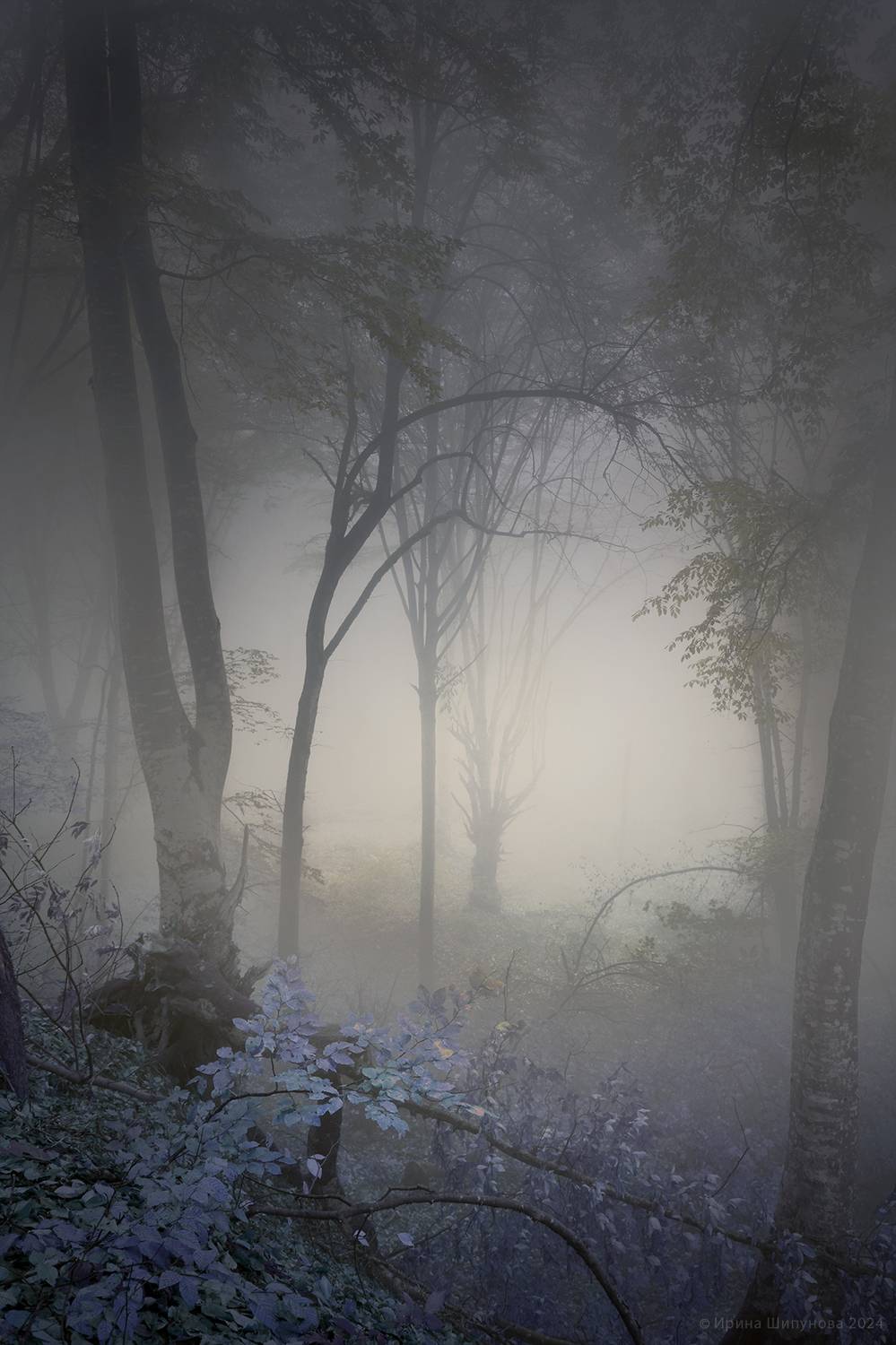 , Шипунова Ирина