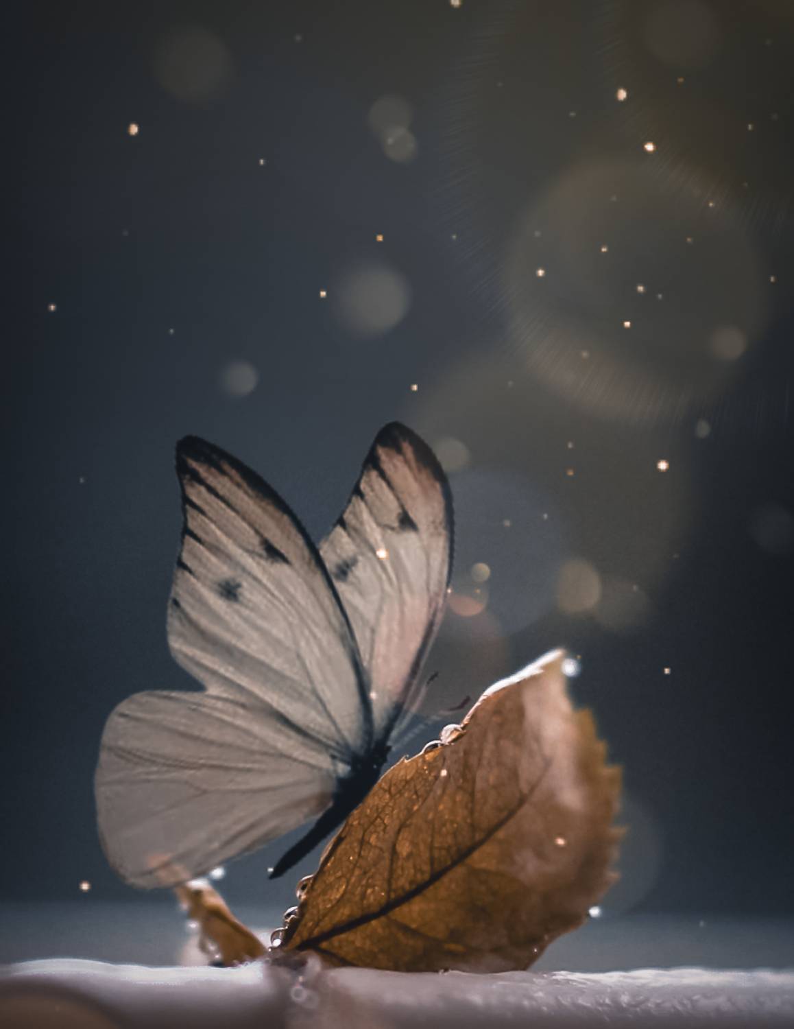 арт, макро, Smirnova Olga