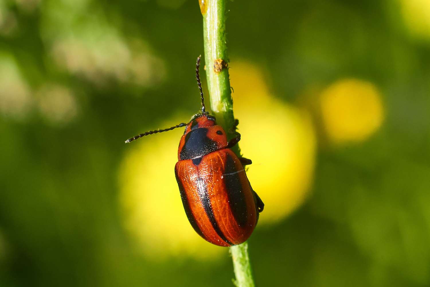 bug, volgograd, russia, wildlife, , Павел Сторчилов