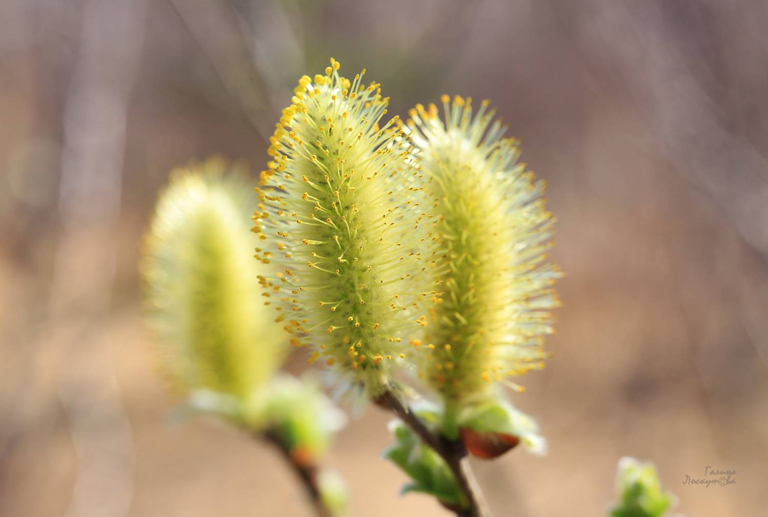 , Галина Лоскутова