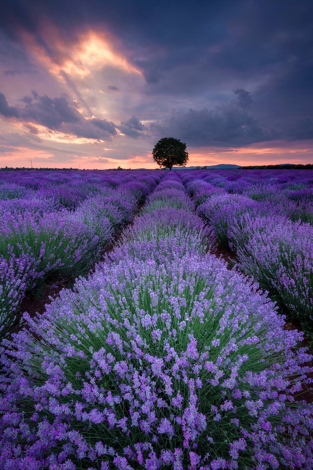 , Mariyana Atanasova - Lucero