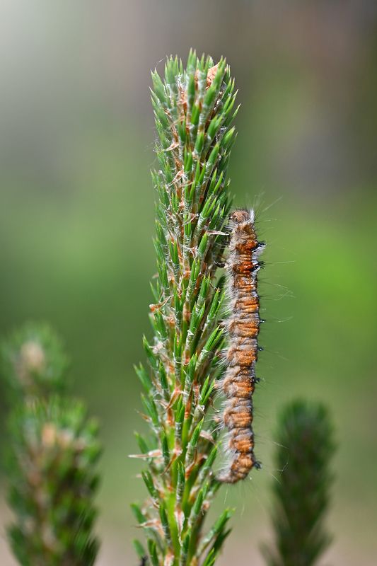 На верх фото превью