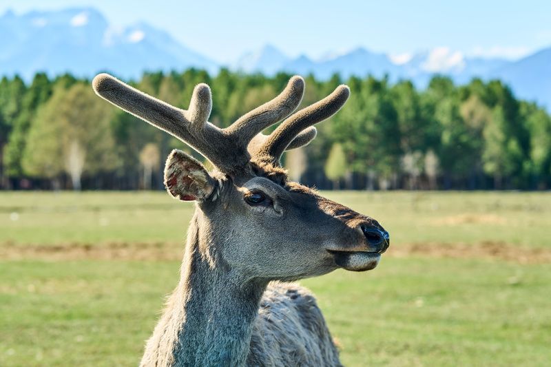 Марал фото превью