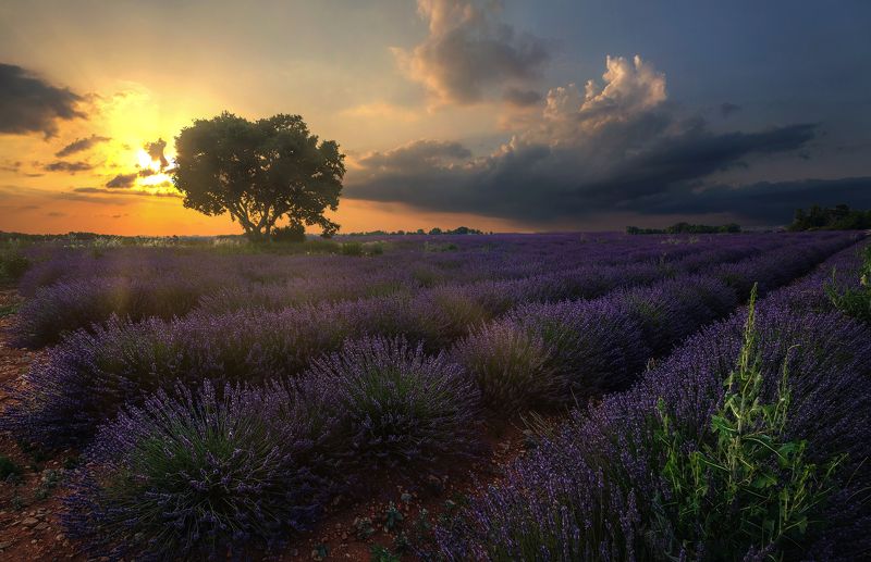 Лаванда, Пейзаж, Валенсоль, Франция  фото превью