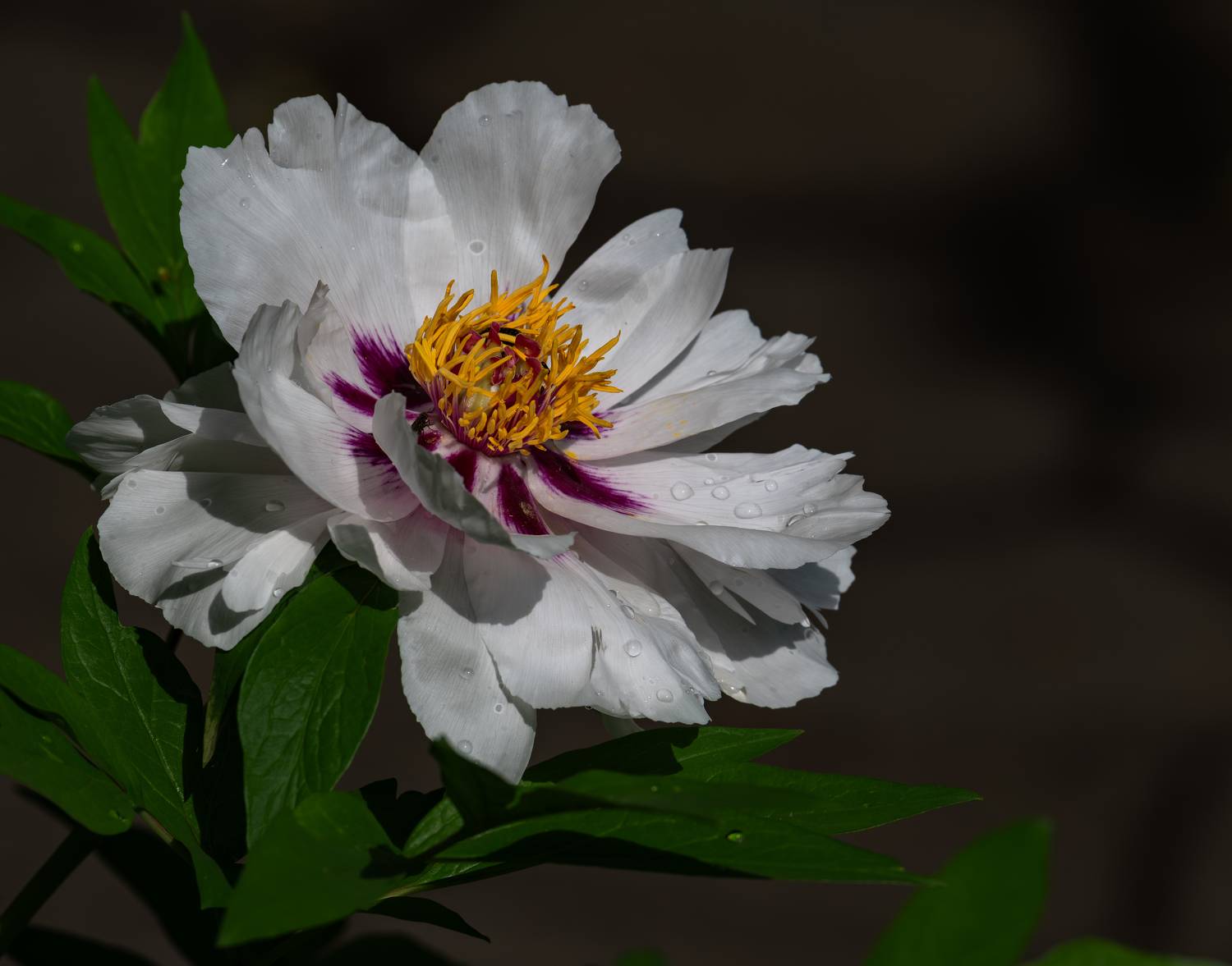 , Курлянцев Алексей