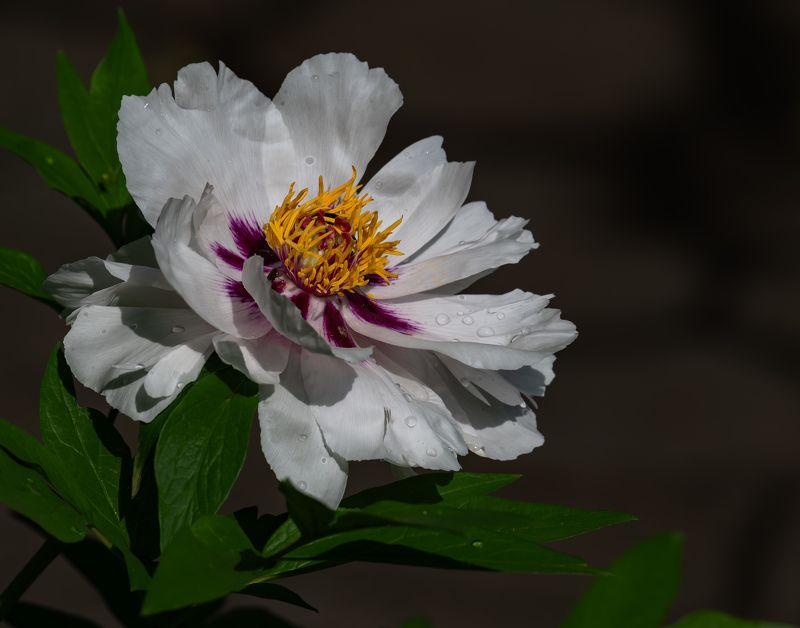 Пион фото превью