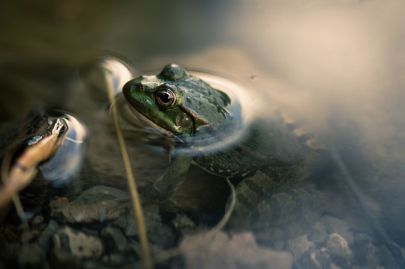 Царевна-лягушка фото превью