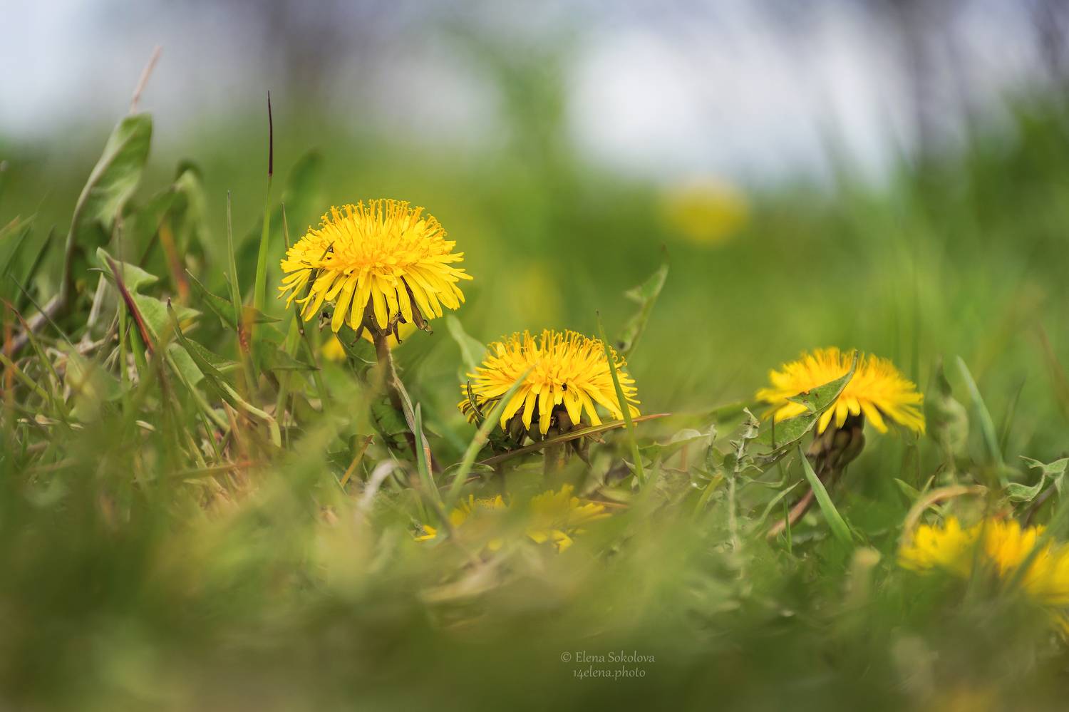 одуванчик, цветы, желтый, весна, макро, Соколова Елена