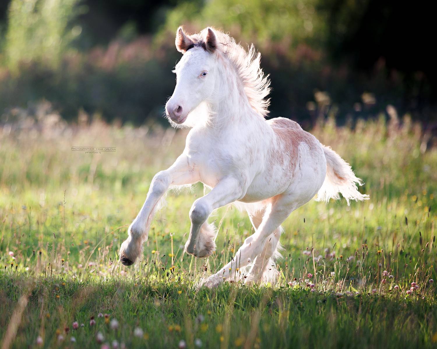 конный фотограф, лошадь, конь, лошади, конная фотография, жеребец, horse,  horses, pferd, конный фотограф яна орлова, Яна Орлова