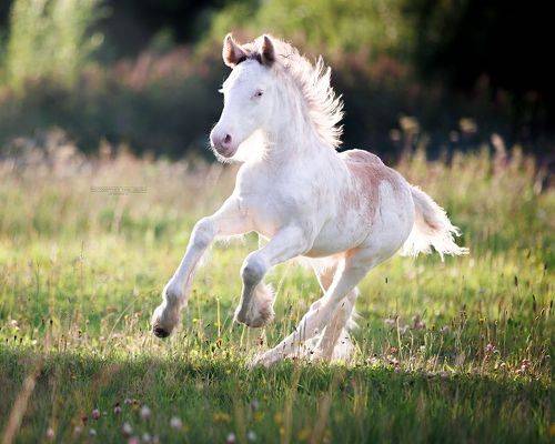 Жеребёнок тинкера