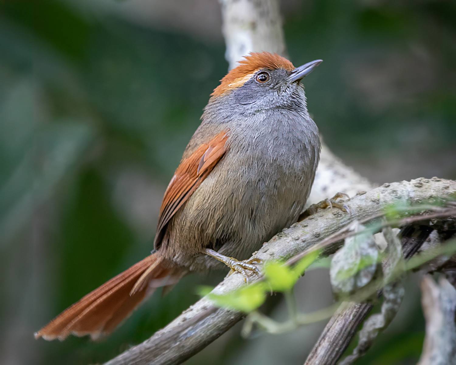birds, nature, aves, rainforest, brazilian,, Joao R Cortez